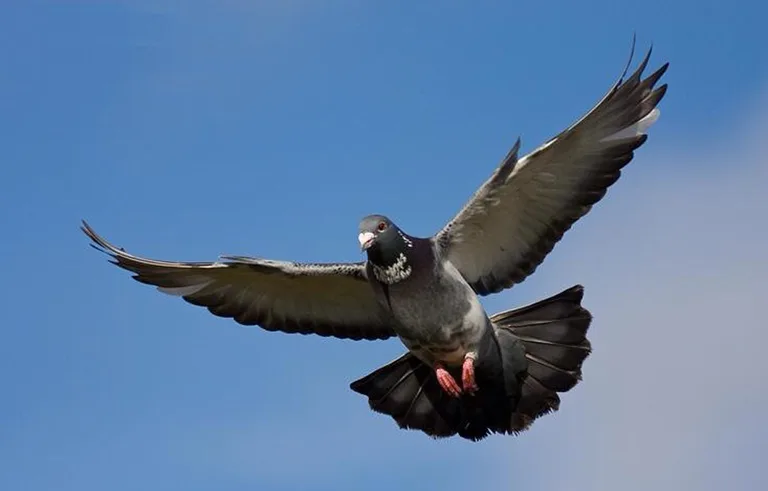 Paloma de plumaje oscuro en pleno vuelo, con las alas extendidas y la cola abierta contra el cielo azul.