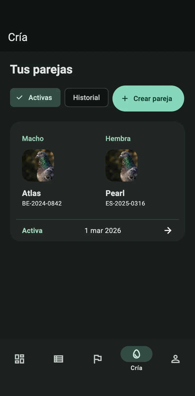 Pantalla Cría de la app con la pareja activa formada por el macho Atlas y la hembra Pearl, sus anillas y la fecha de inicio.